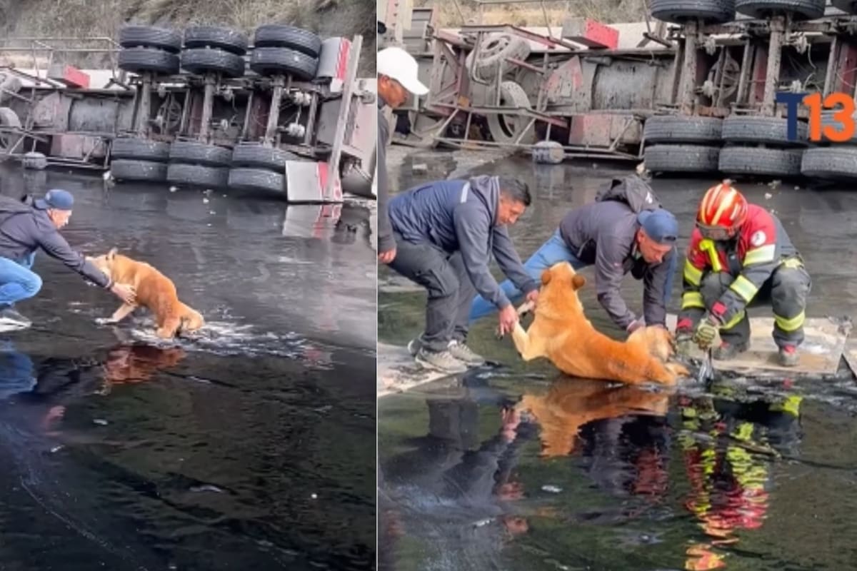 Video: Así rescataron a un perrito que quedó pegado en chapopote en Ecuador