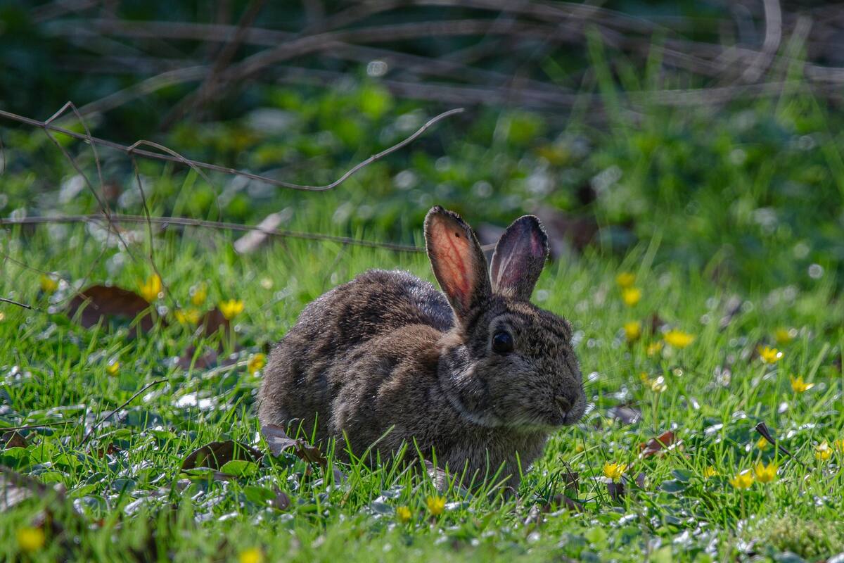 Sujeto ataca al conejo de un indigente; te sorprenderá lo que hizo al respecto