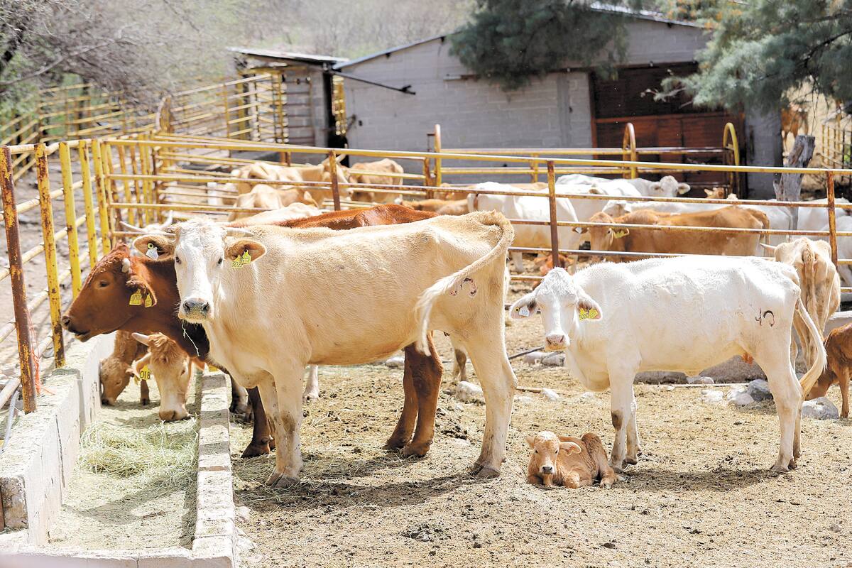 Sin exportación a Estados Unidos en 2026: Ganaderos de Sonora buscan nuevos mercados ante restricción sanitaria por gusano barrenador