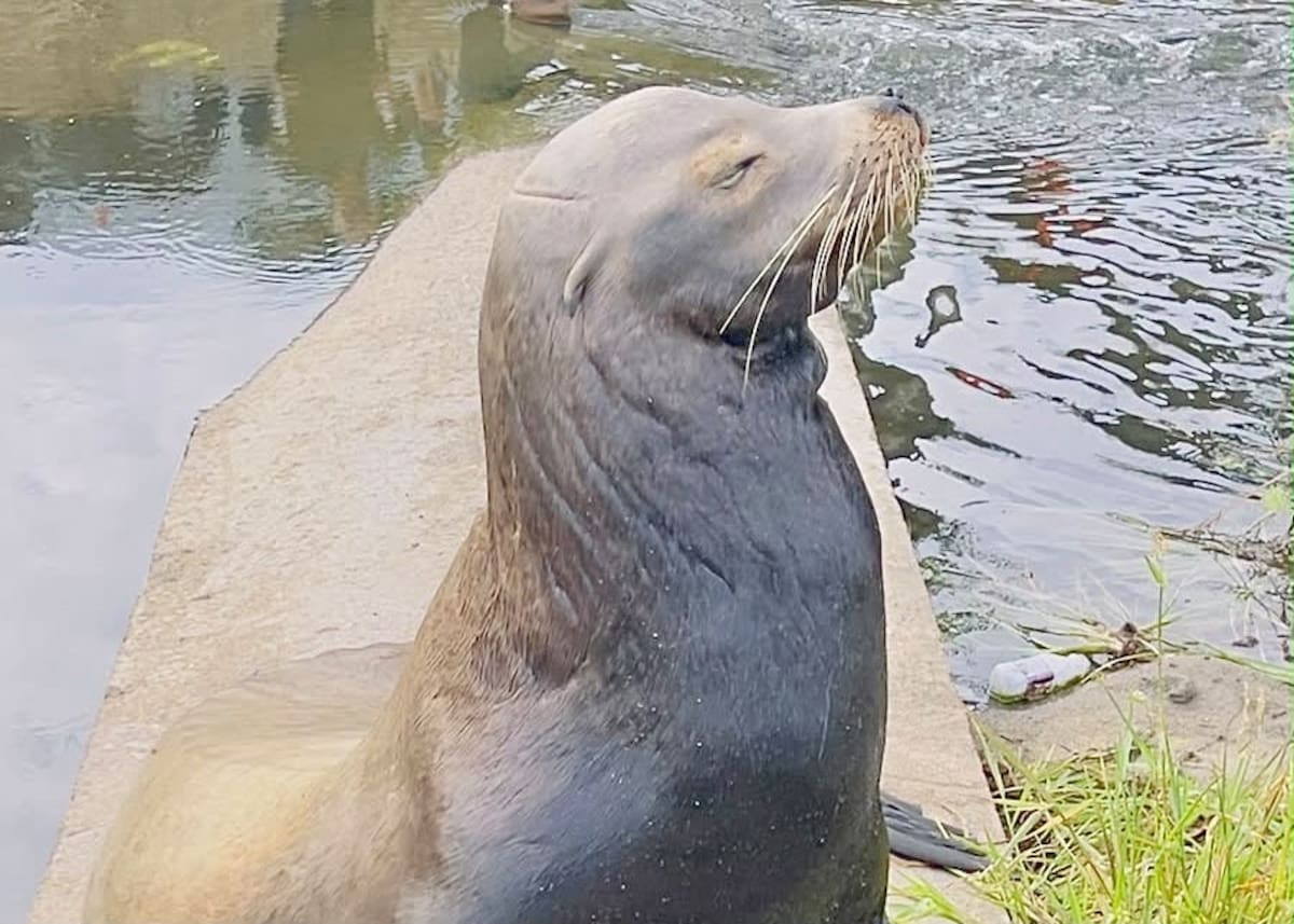 Un lobo marino fue localizado sobre un arroyo en el Centro de Ensenada. Foto: Cortesía