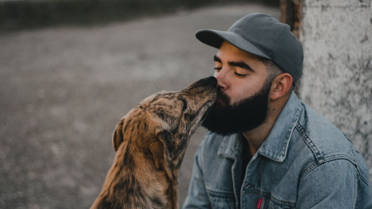 México enfrenta una crisis de abandono animal con 30 millones de perros y gatos en la calle mientras el mercado de mascotas en América Latina supera los 11 mil millones de dólares