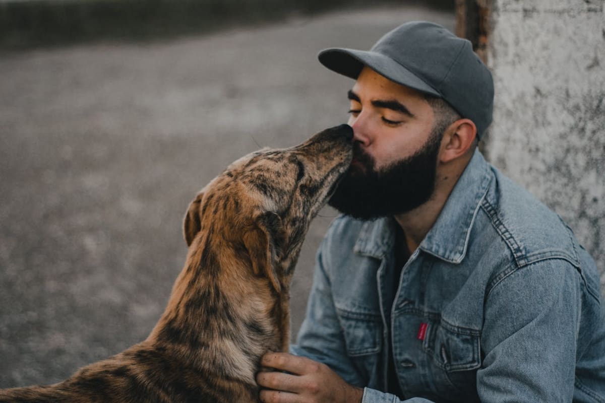 México enfrenta una crisis de abandono animal con 30 millones de perros y gatos en la calle mientras el mercado de mascotas en América Latina supera los 11 mil millones de dólares