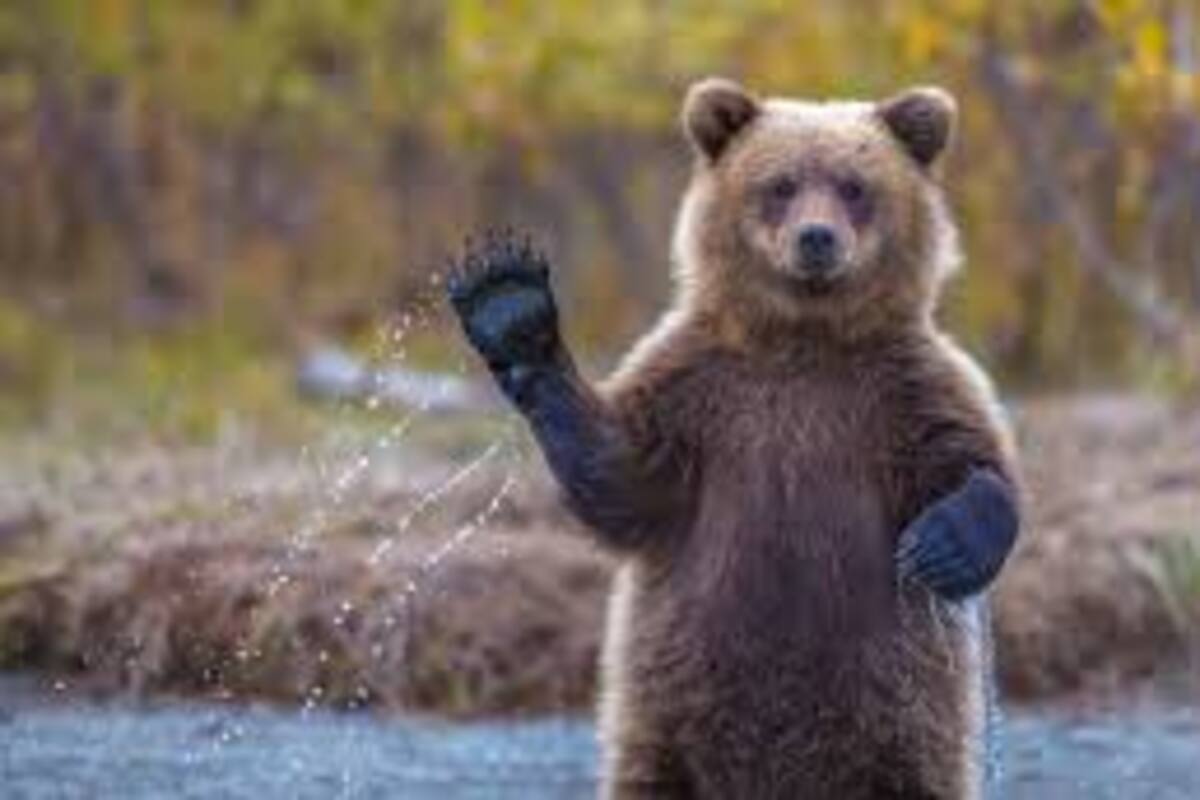 Graban a oso con sobrepeso