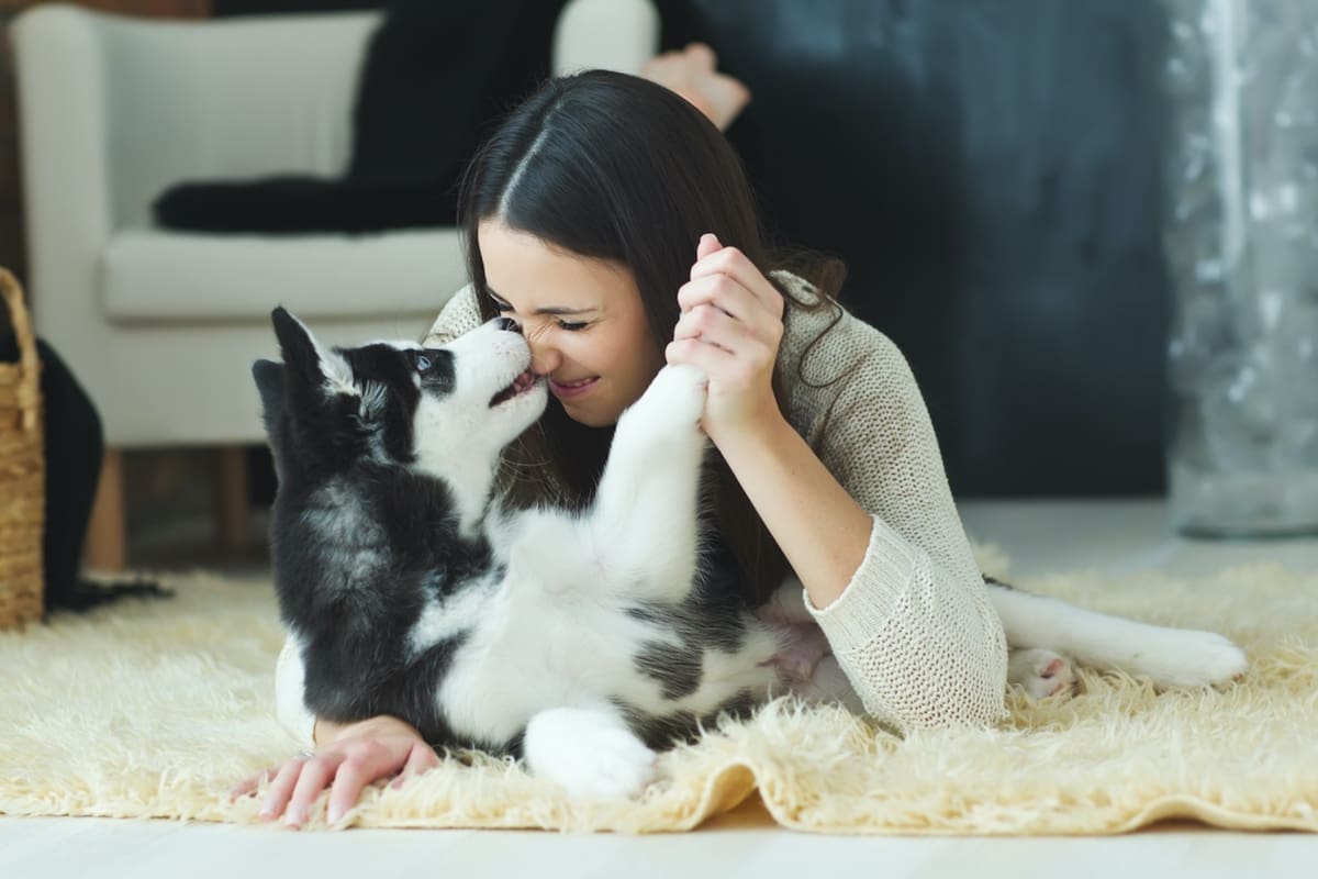 ¿Tienes mascotas? Conoce los estados donde hay más veterinarios