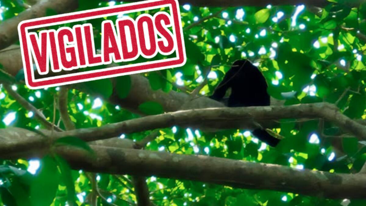 Profepa intensifica vigilancia de primates ante altas temperaturas en el sureste mexicano