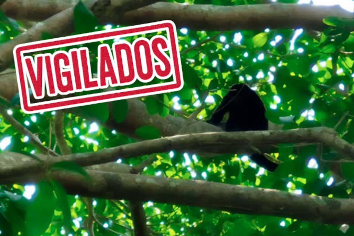 Profepa intensifica vigilancia de primates ante altas temperaturas en el sureste mexicano