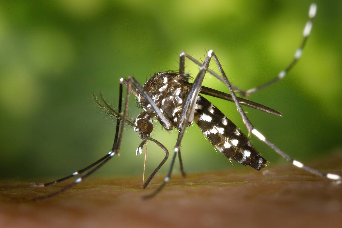Protege tu verano: Cómo evitar las peligrosas picaduras del mosquito tigre