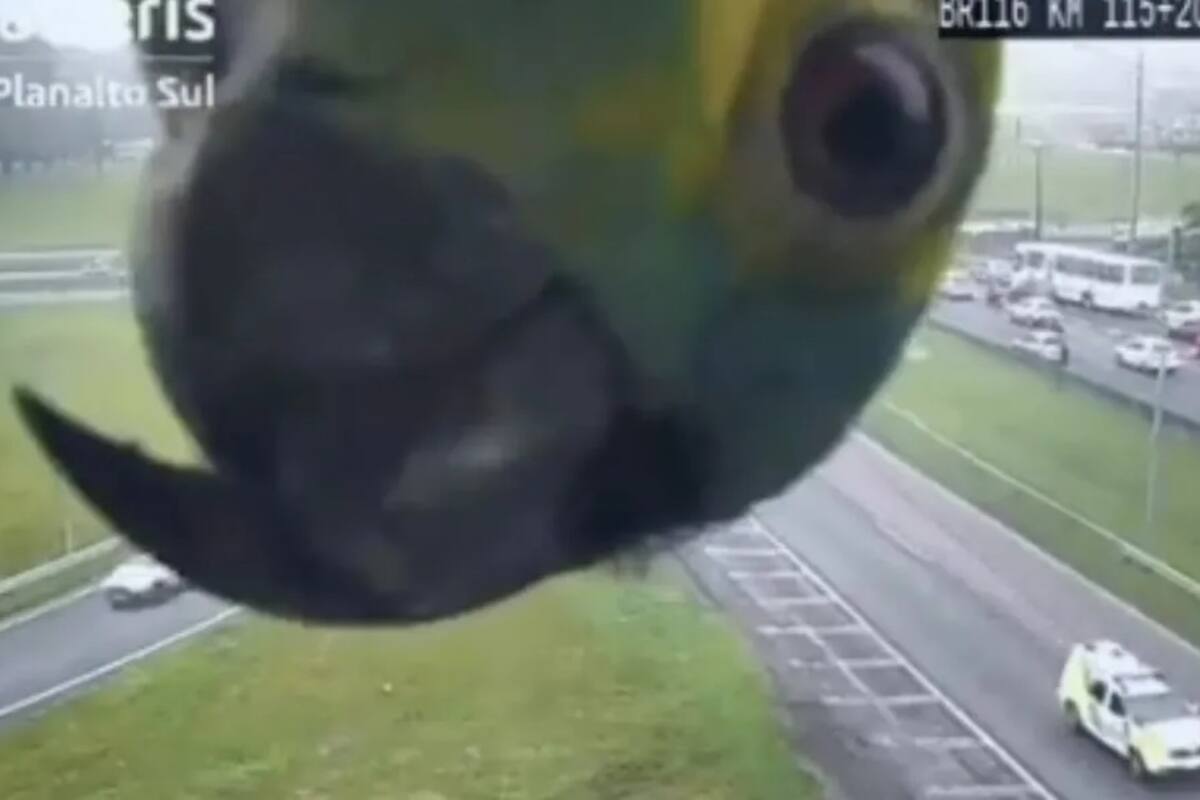 VIRAL: Loro curioso se asoma a una cámara de seguridad y enamora a los internautas