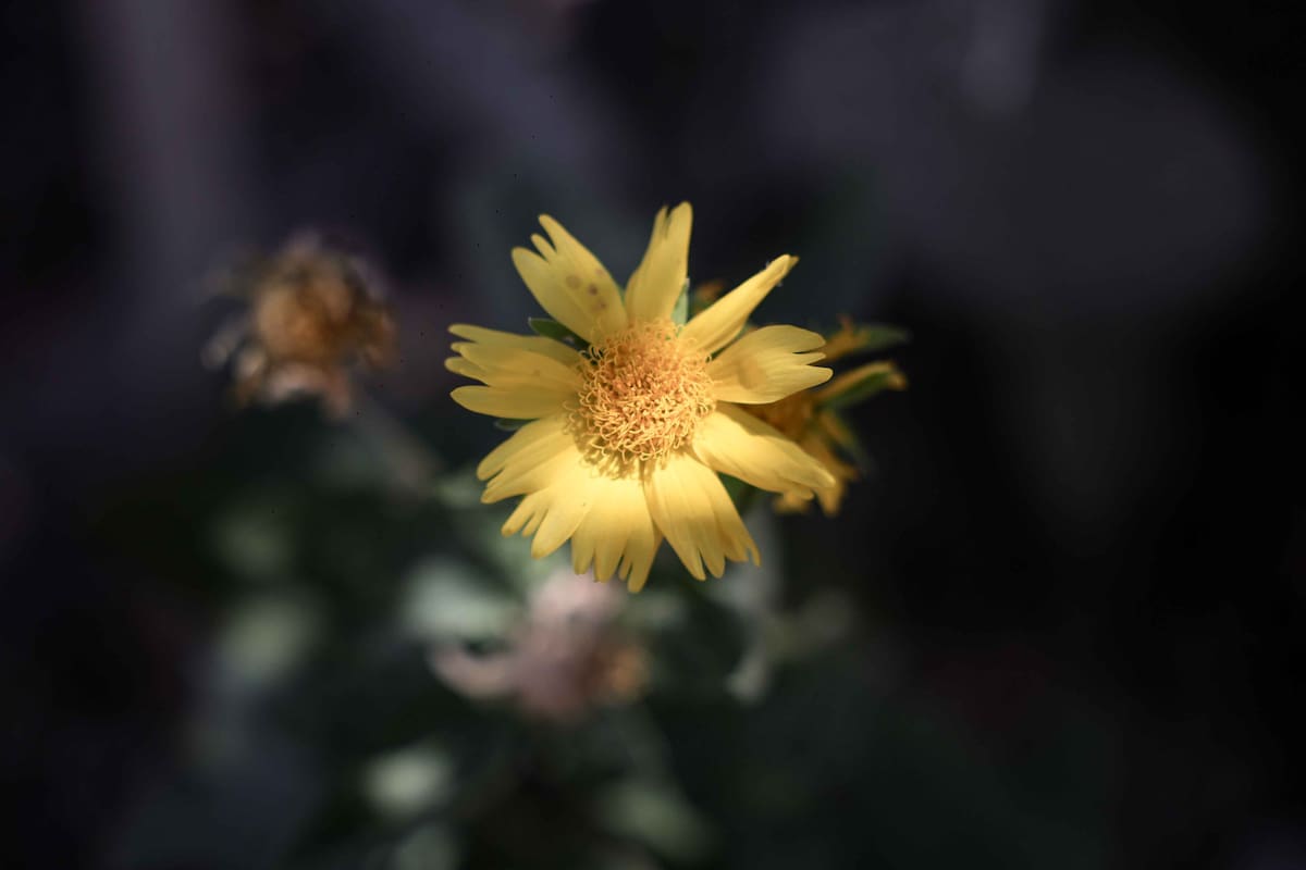 Mexicali tendrá domingo soleado con máxima de 39 grados