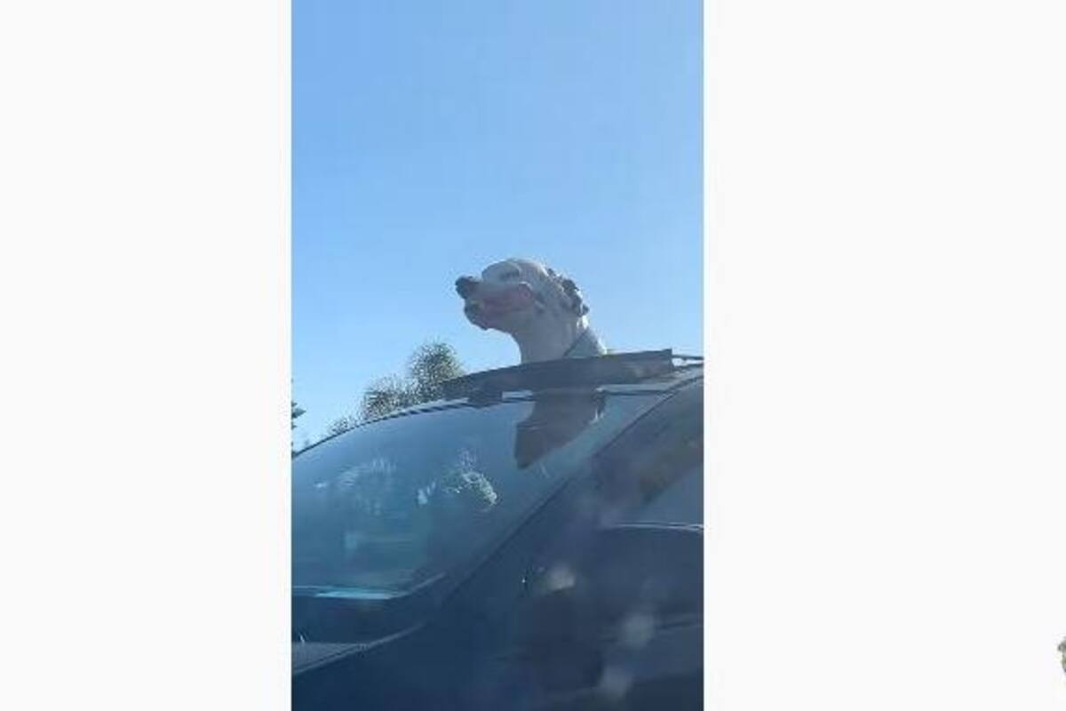 Perro disfruta del aire mientras su dueño maneja