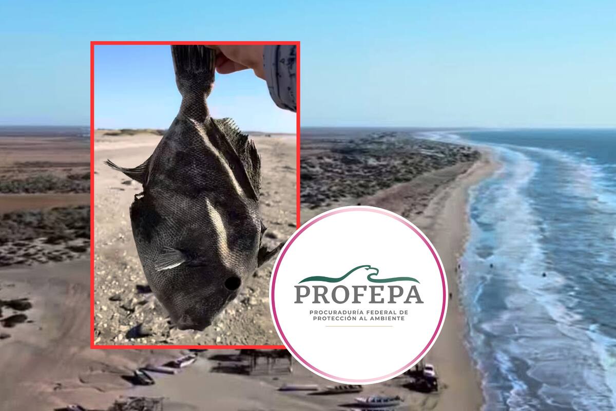 Muerte de peces en playa del sur de Sonora genera reacción en redes e investigación de Profepa