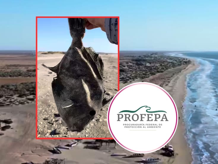 Muerte de peces en playa del sur de Sonora genera reacción en redes e investigación de Profepa