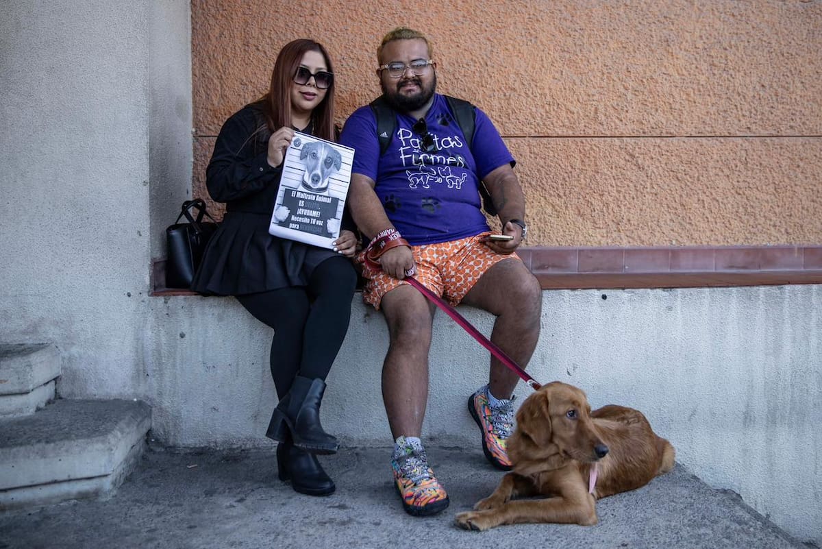 Que los casos de crueldad animal sean sancionados con mayor severidad y no queden impunes. Foto: Border Zoom