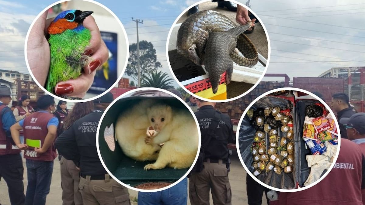 Operación Thunder 2025: operativo internacional resultó en el aseguramiento de 30,000 animales vivos y la identificación de más de 1,100 sospechosos de tráfico de especies
