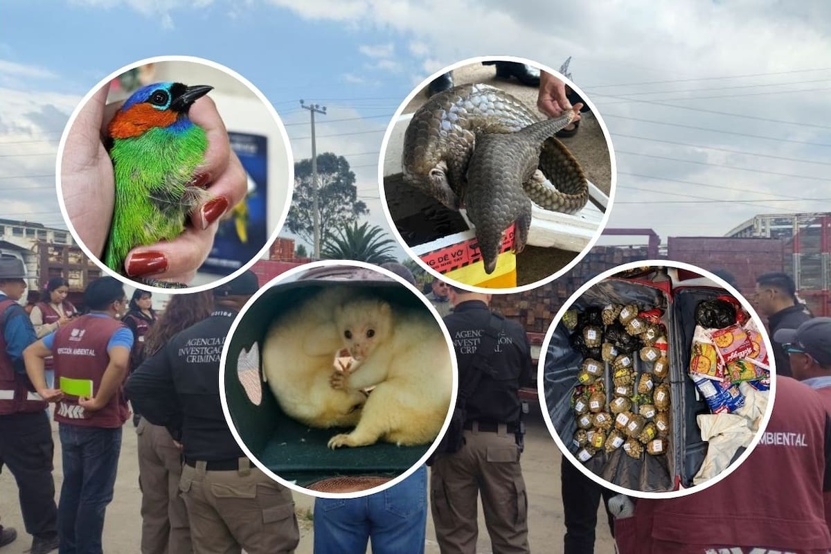 Operación Thunder 2025: operativo internacional resultó en el aseguramiento de 30,000 animales vivos y la identificación de más de 1,100 sospechosos de tráfico de especies