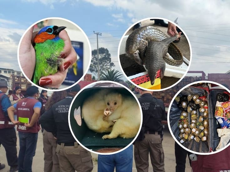 Operación Thunder 2025: operativo internacional resultó en el aseguramiento de 30,000 animales vivos y la identificación de más de 1,100 sospechosos de tráfico de especies