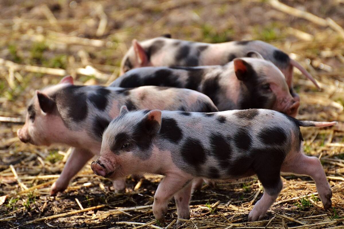 Se escapa de una granja para salvar a sus crías