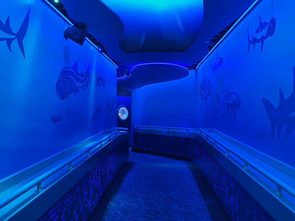 La renovada atracción de SeaWorld San Diego ofrece una experiencia interactiva con tecnología inmersiva, un recorrido submarino y la oportunidad de conocer de cerca distintas especies de tiburones y su conservación. Foto: Andrea García