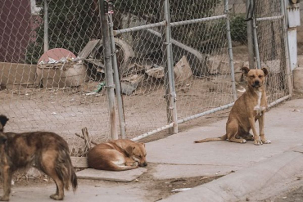 Reciben hasta 10 reportes al día por perros callejeros en Mexicali