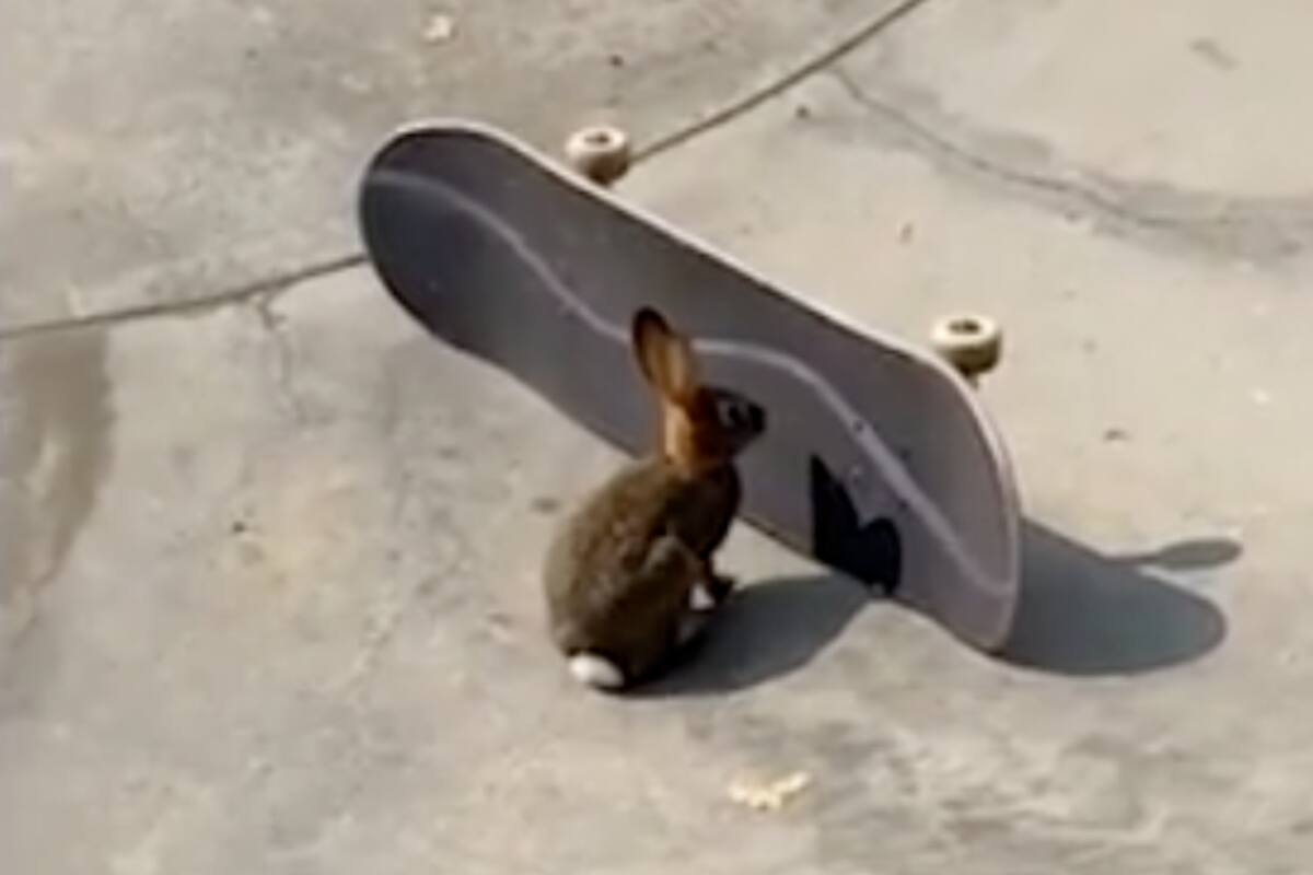 Conejito gracias a “skater” vivirá un día más