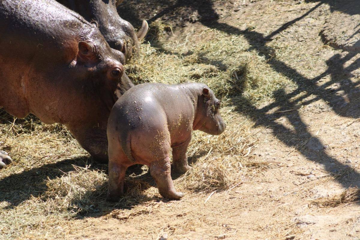 Un “hipopotamito” es el nuevo inquilino del Centro Ecológico de Sonora