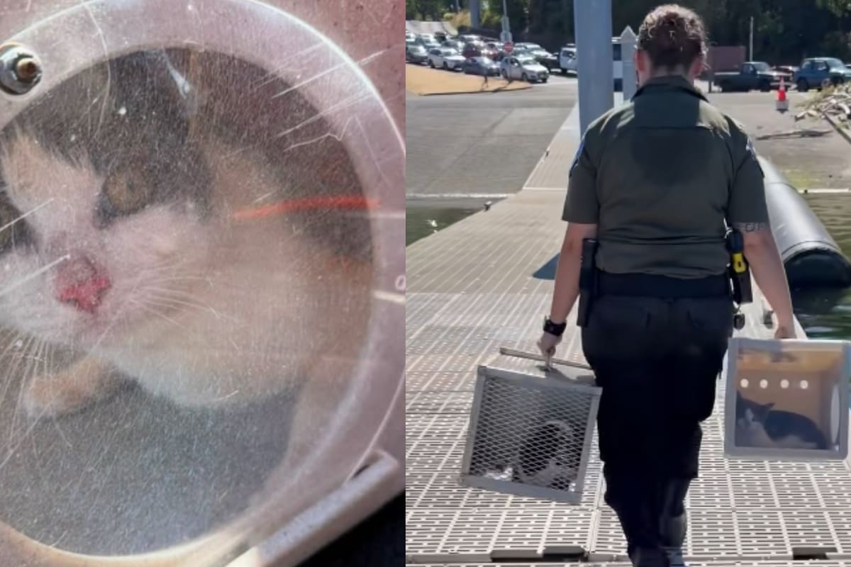 La policía encontró 60 gatos dentro de un velero abandonado en Washington e inician la investigación luego que se encontraran asustados y desnutridos
