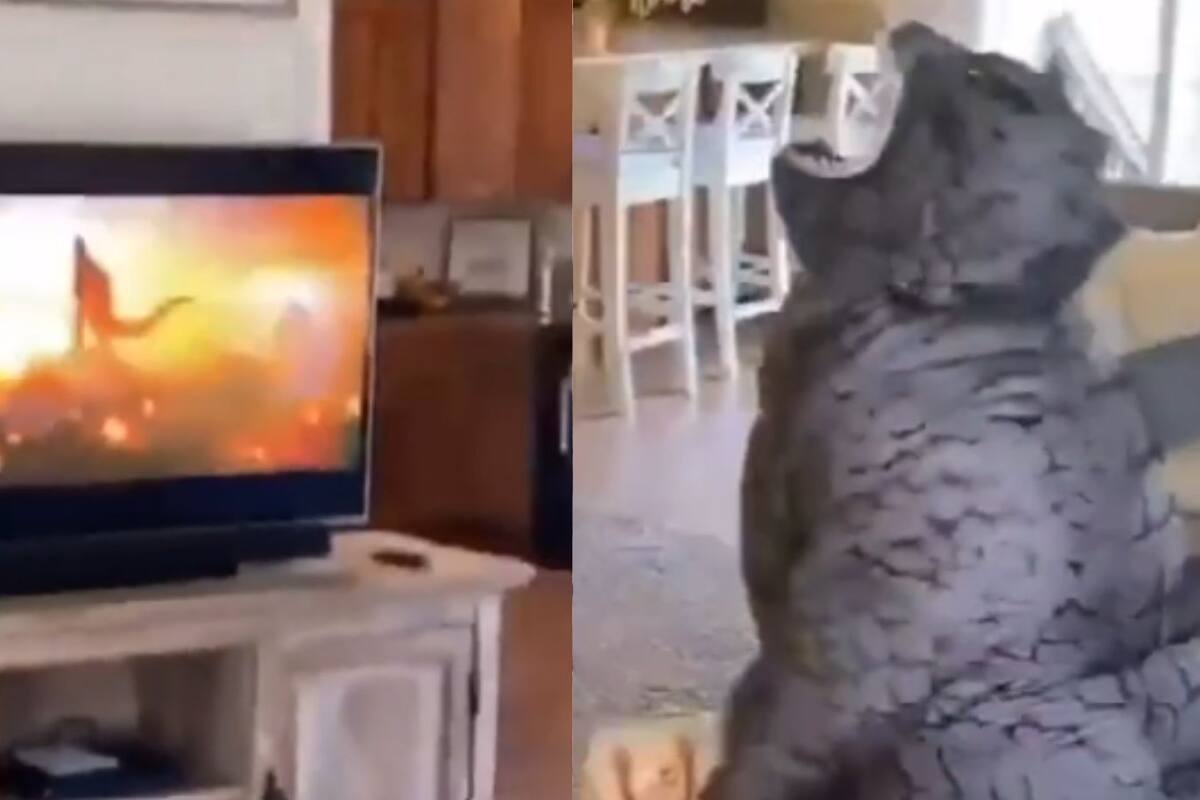 Niño disfrazado de Godzila se viraliza en TikTok por rugir enfrente de una pantalla