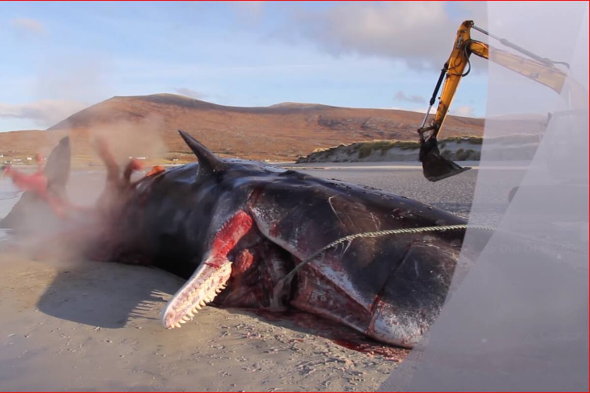 Ballena explota y le descubren una bola de 100 kilos de basura dentro