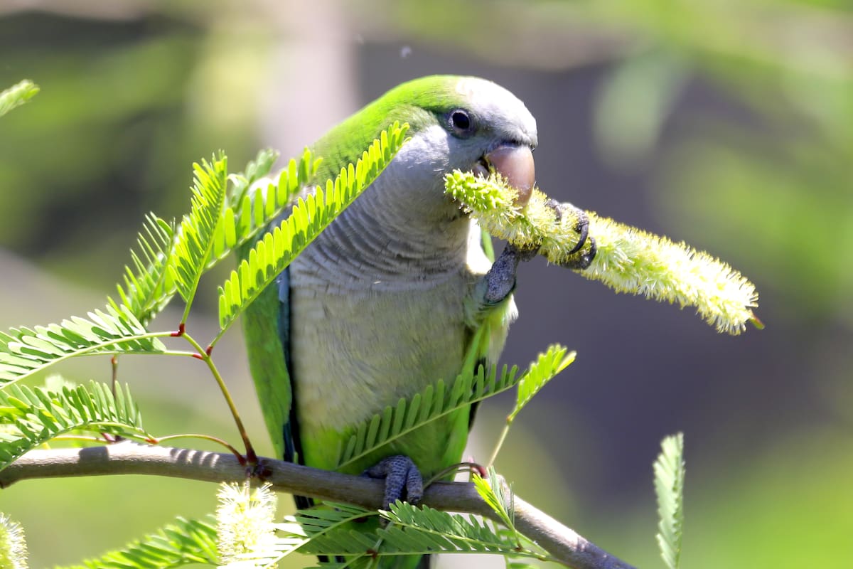 Cotorros argentinos, plaga difícil de ‘mandar a volar’