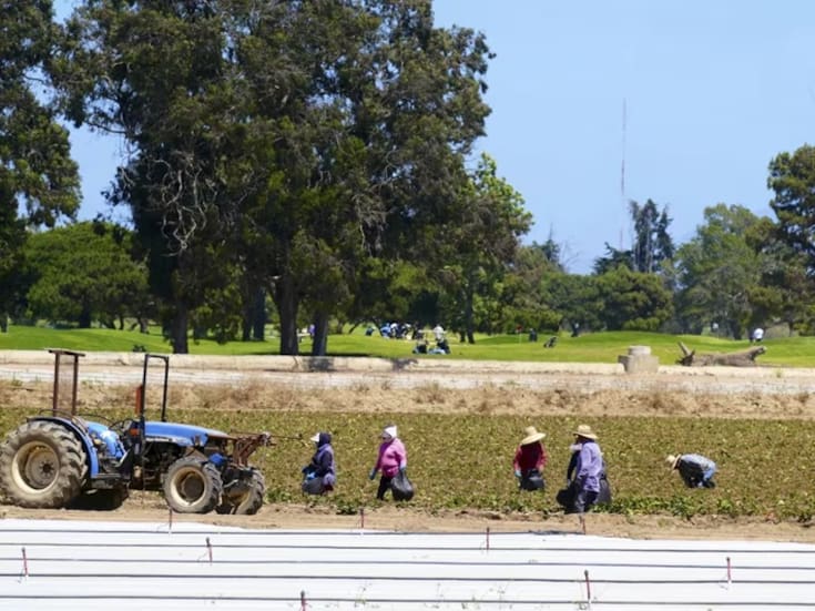Empleados agrícolas reportan falta de pagos en periodo navideño