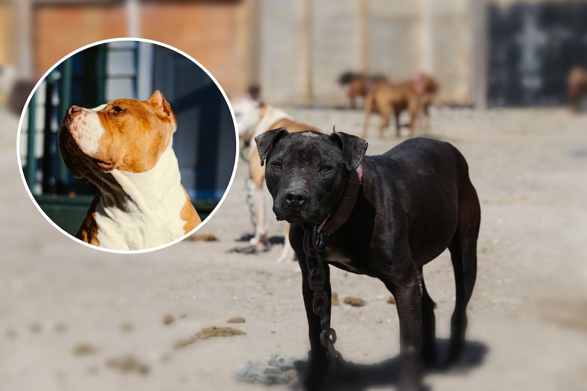 Prohíben mutilación estética de orejas y colas en mascotas