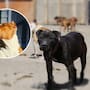 Prohíben mutilación estética de orejas y colas en mascotas