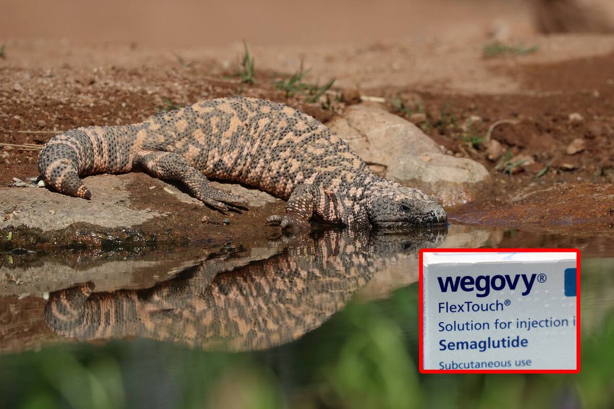 El veneno de un lagarto de Sonora inspiró la creación de medicamentos para bajar de peso: Wegovy y Ozempic