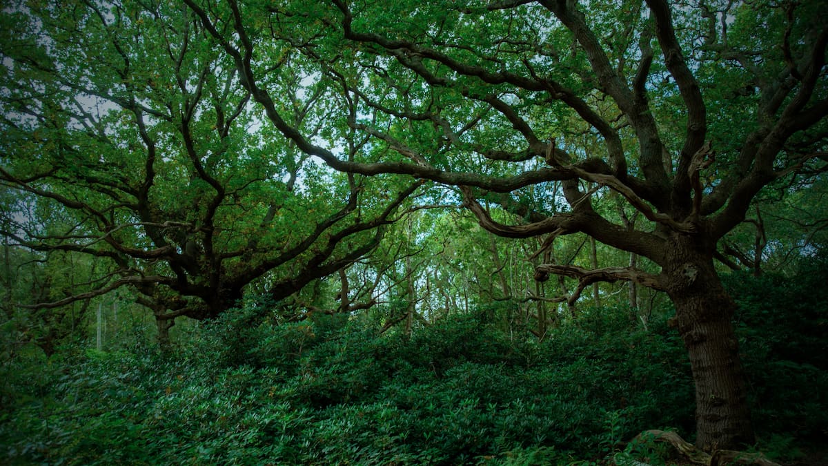 Los robles de los druidas son árboles centenarios del Reino Unido vinculados a rituales de druidas antiguos/Foto: Canva