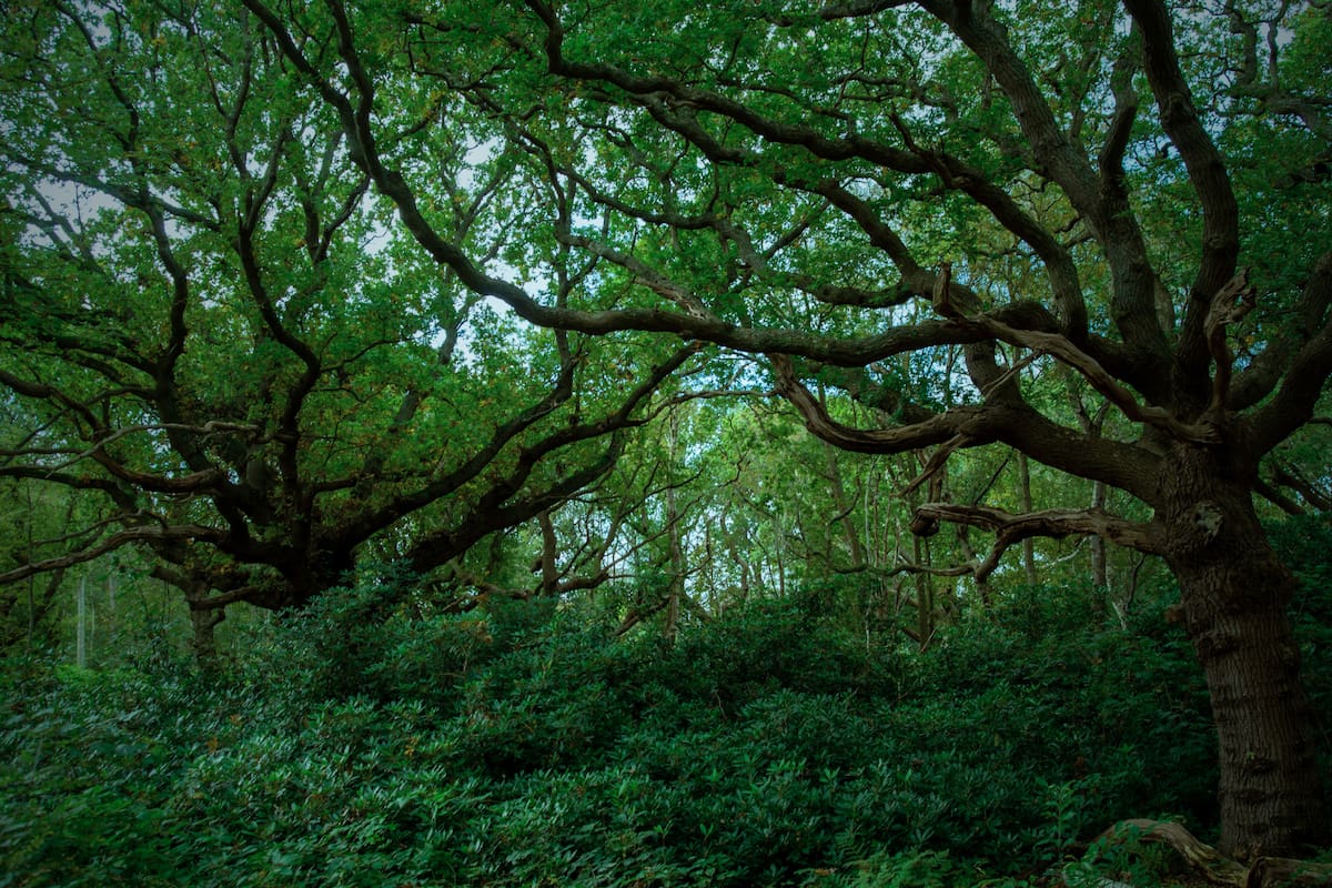 ¿Qué son los robles de los druidas y por qué son importantes y simbólicos en el Reino Unido?