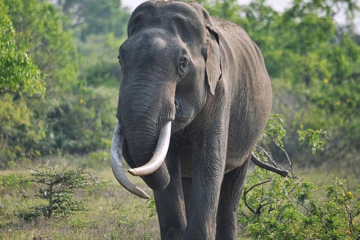 Elefante parte por la mitad a su cuidador en Tailandia luego de ser obligado a trabajar en condiciones de calor extremo