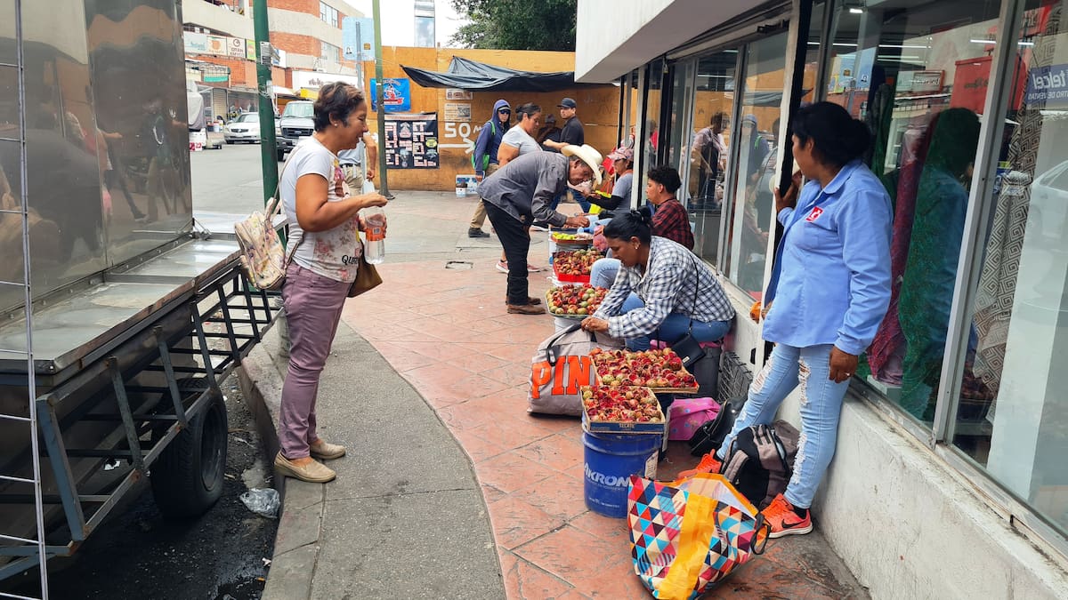 Para obtener este fruto del desierto los pitayeros deben de madrugar para ganarle al calor y también a las
aves para que no se coman las frutas ya abiertas. FOTO: JULIÁN ORTEGA