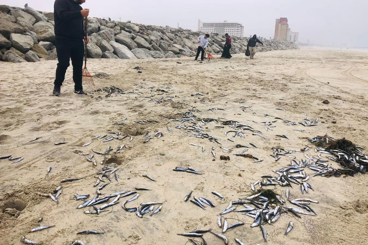 Retiran especímenes de peces muertos a la orilla de la playa centro de Rosarito