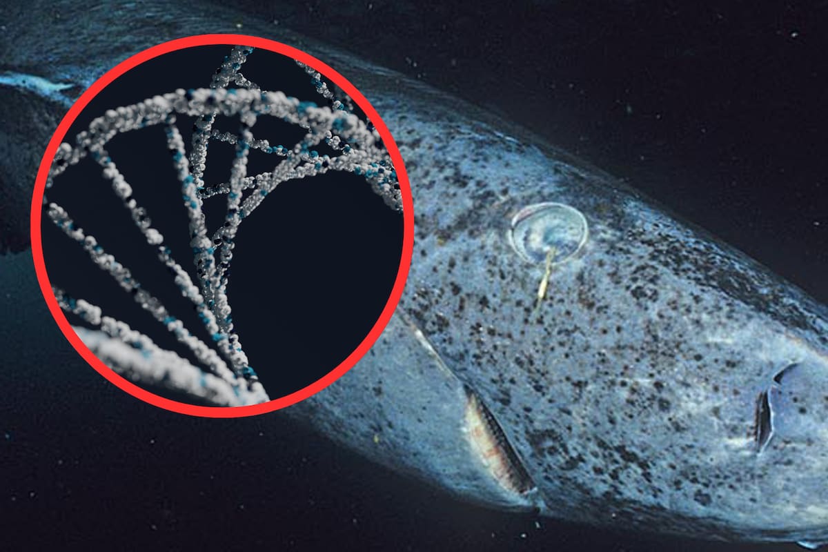 Descifran el ADN del tiburón de Groenlandia y revelan las claves de su longevidad extrema