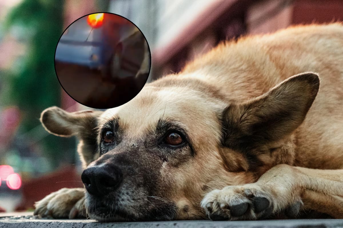 VIDEO: Detienen a mujer por arrastrar a un perro con su auto en Hidalgo