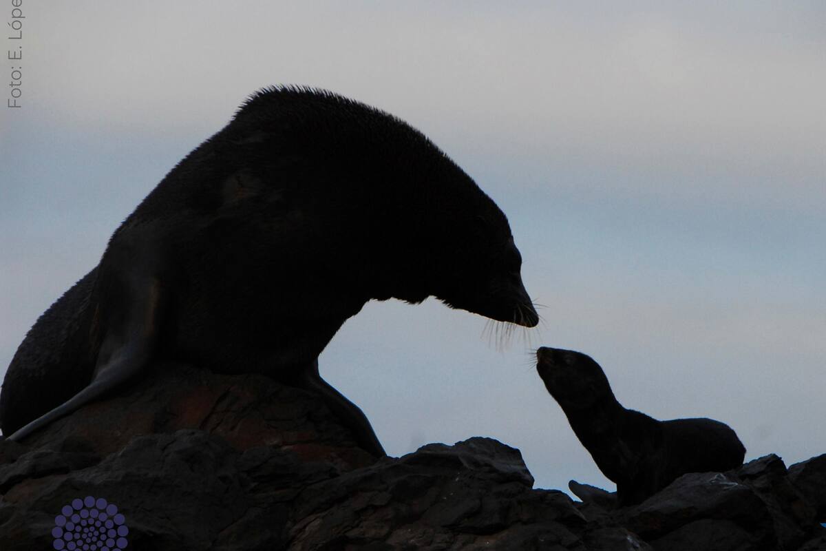 Detectan heridas de bala en focas y lobos marinos de Ensenada