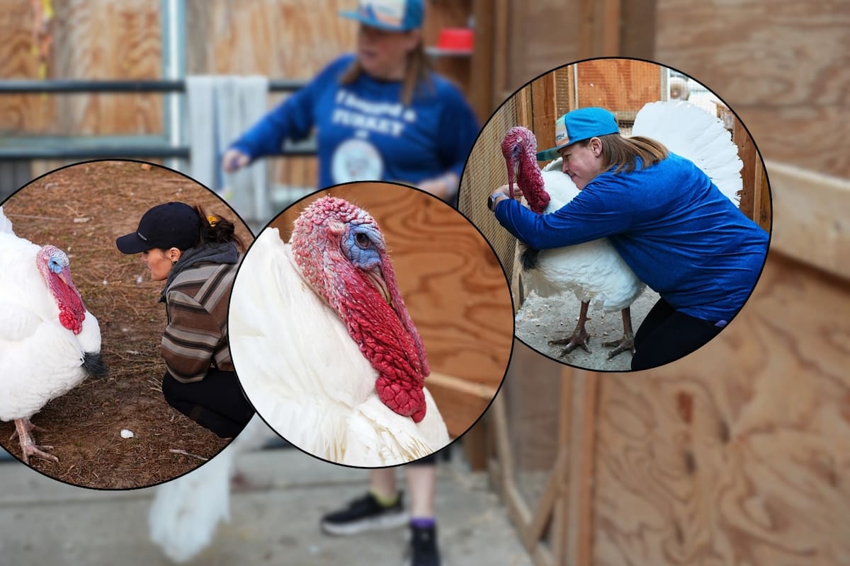 Programas de adopción de pavos ganan popularidad como alternativa al consumo en Acción de Gracias