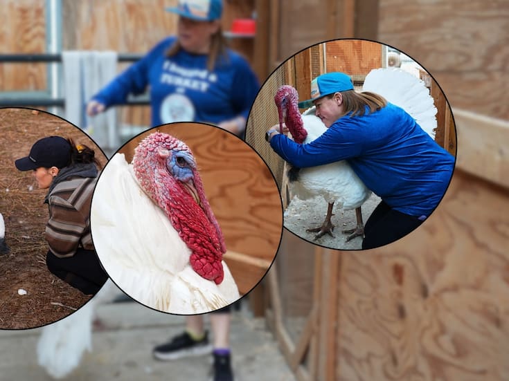 Programas de adopción de pavos ganan popularidad como alternativa al consumo en Acción de Gracias