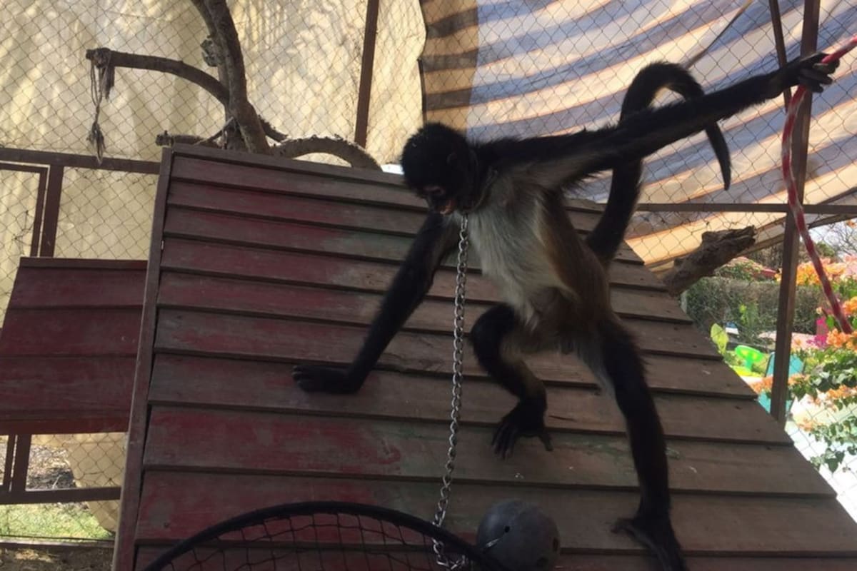 Aseguran inmueble, mono araña y cartuchos tras cateos en Magdalena por ataque donde murió agente de la AMIC