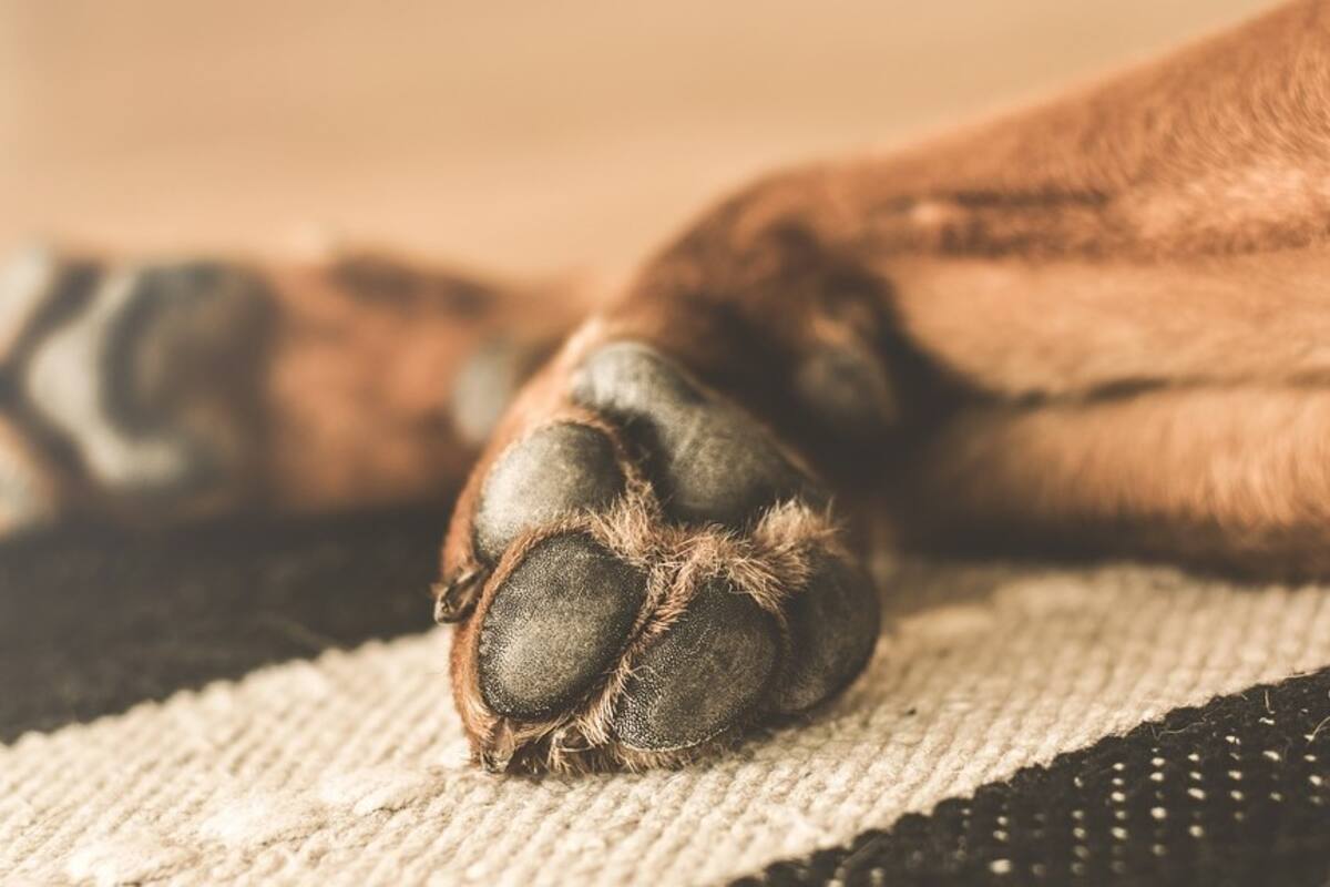 Mujer de la tercera edad muere al ser mordida por al menos 10 perros