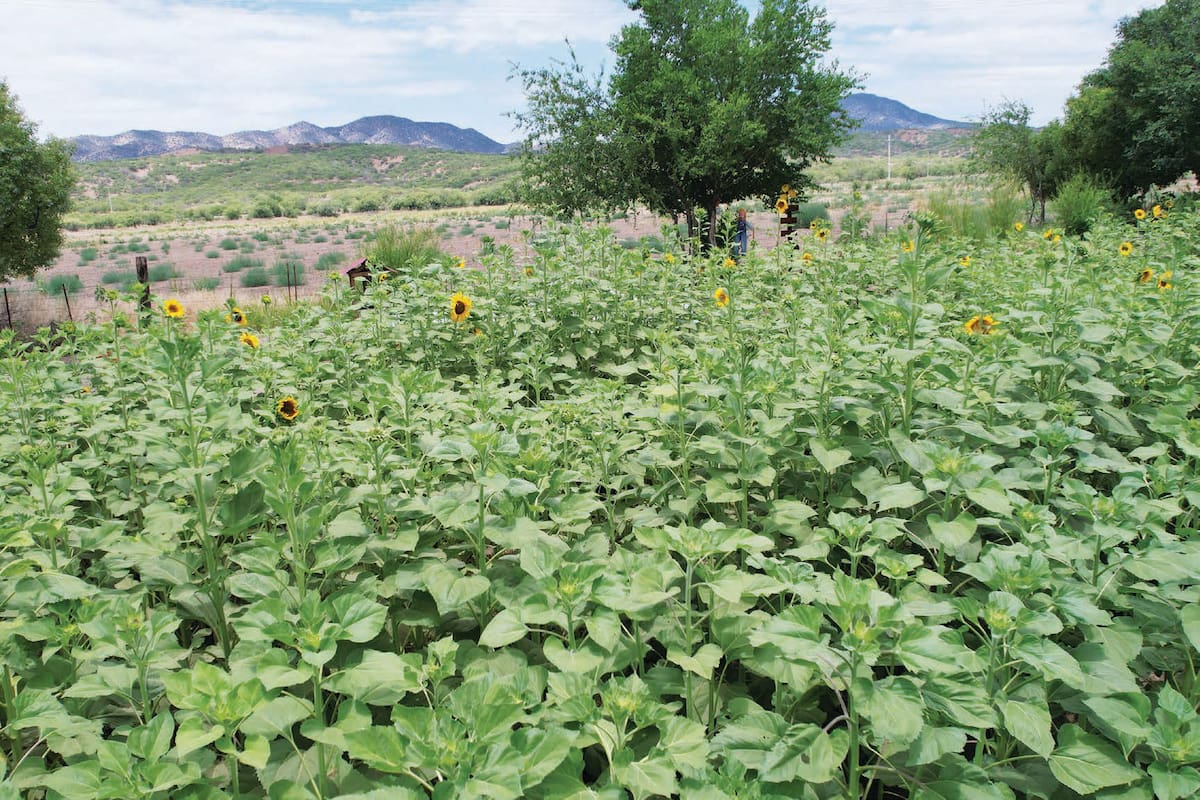 Campo de girasoles en Santa Cruz abre cerca de Nogales con fotos, senderismo, campamento y visitas familiares los fines de semana
