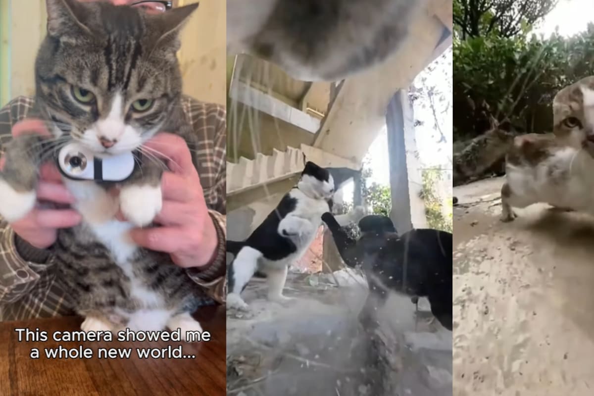 ‘Un día en la vida de un gato libre’: hombre graba la aventura callejera de su michi con una cámara en el pecho