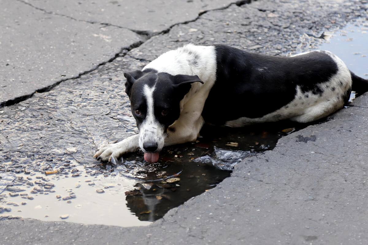Lleva vida "de perro"