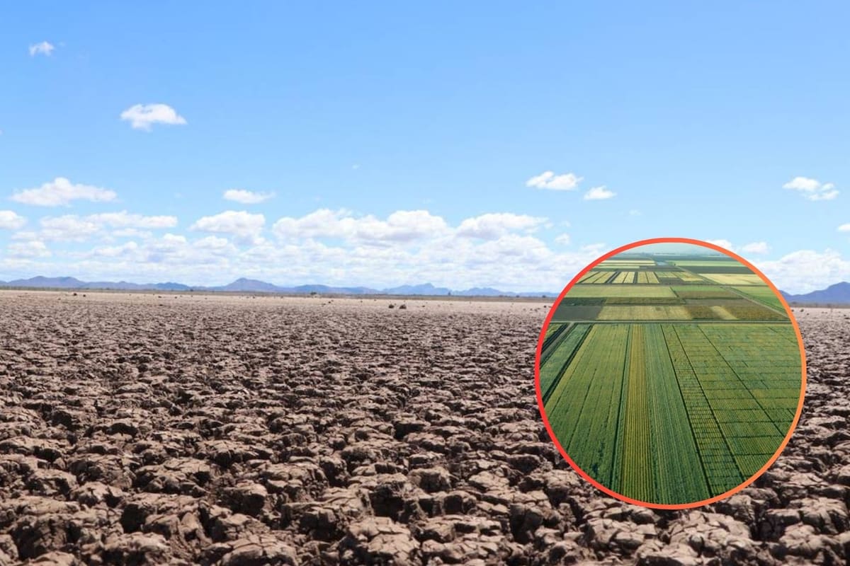 Crisis hídrica en el Valle del Yaqui: Solo el 13% de las hectáreas podría sembrarse en el ciclo 2024-2025