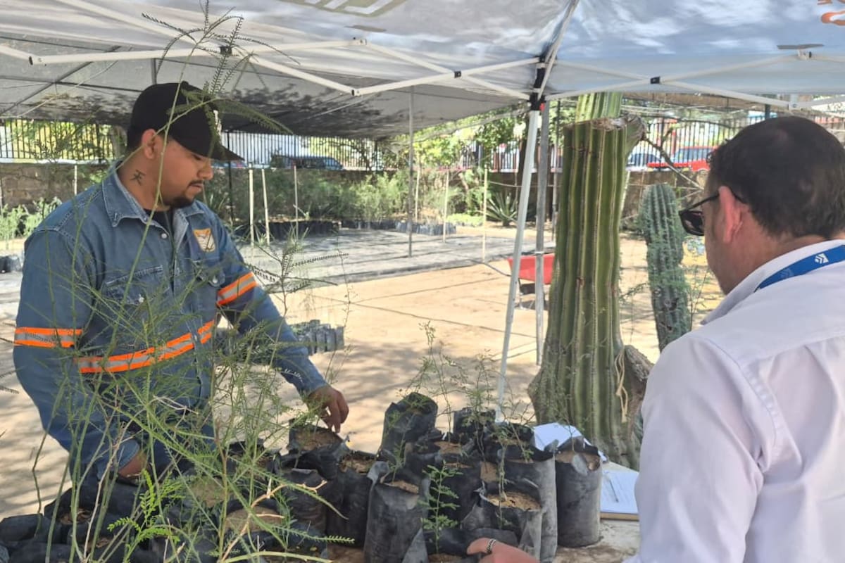 Donan árboles nativos en Hermosillo para promover la reforestación urbana